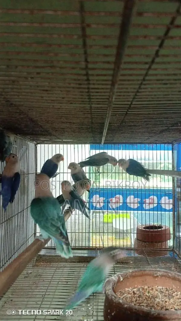 নিউ এডেল লাভবার্ডস