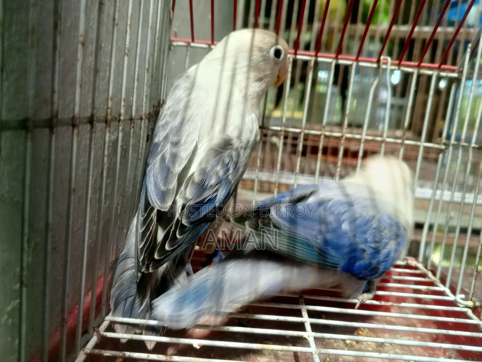 নিউ এডেল লাভবার্ডস