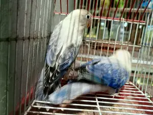 নিউ এডেল লাভবার্ডস