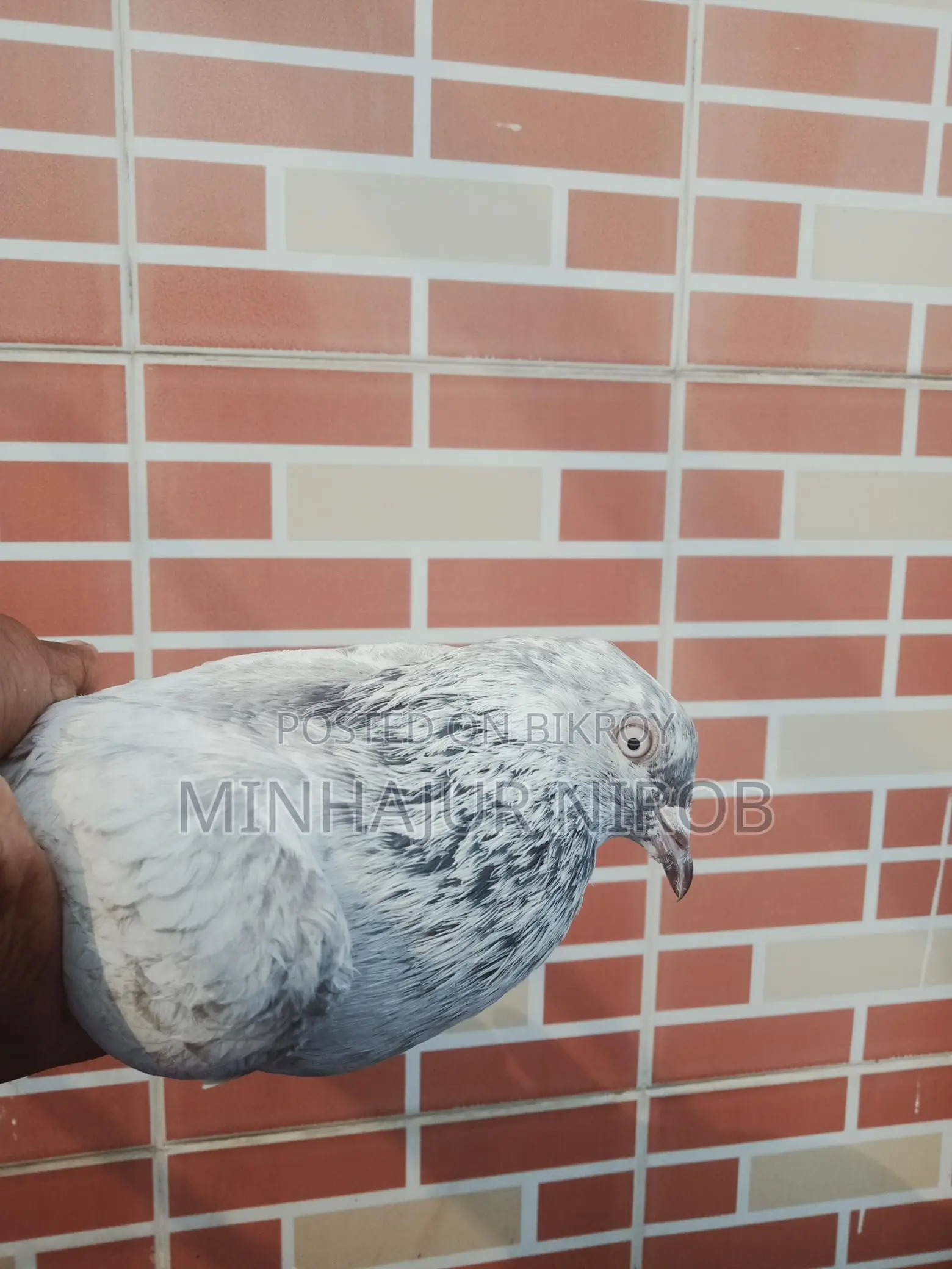 Pigeon Sale