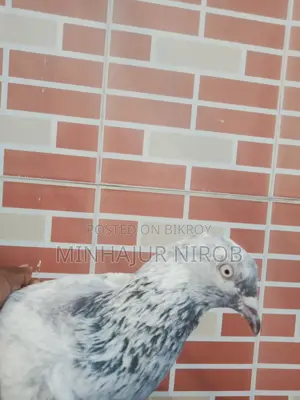 Pigeon Sale