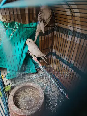 Budgerigar Baby For Sale