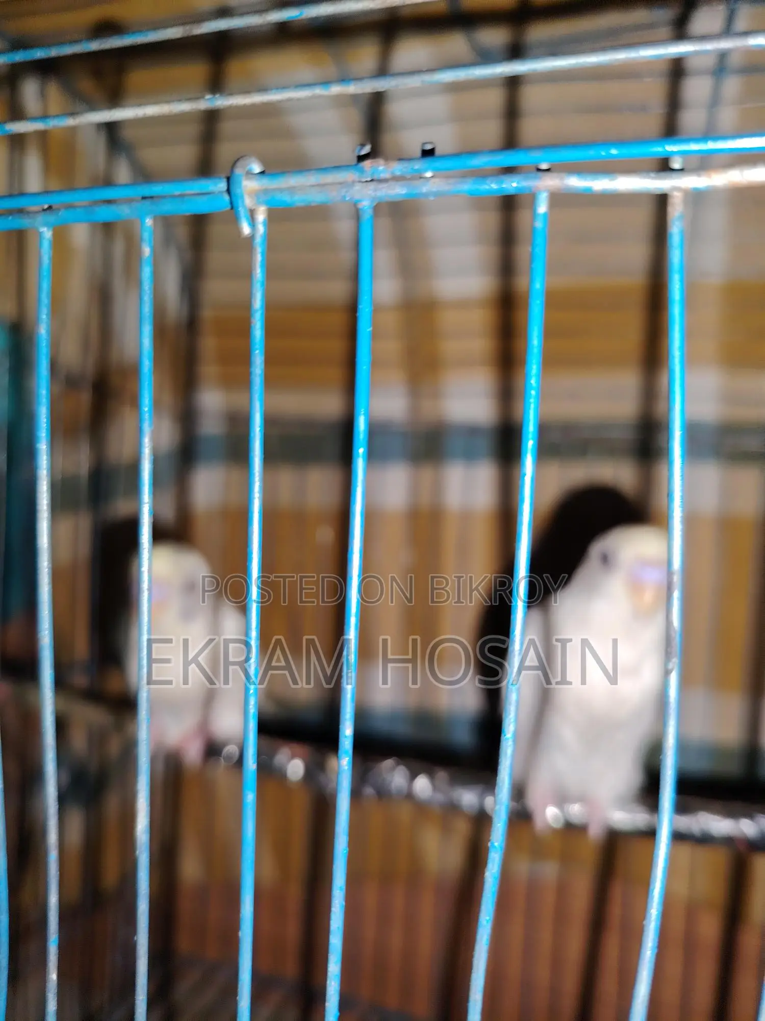 Budgerigar Baby For Sale