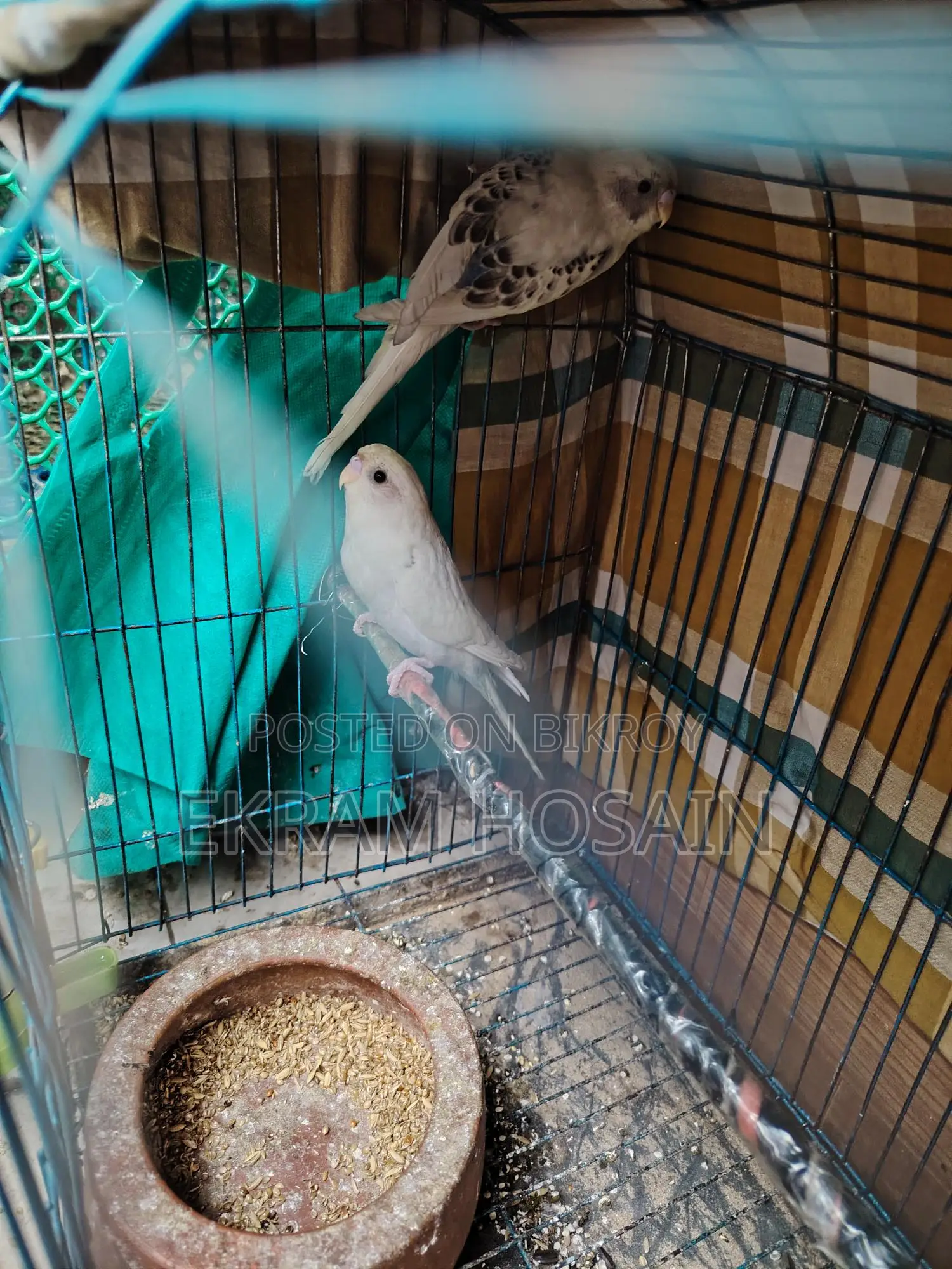 Budgerigar Baby For Sale