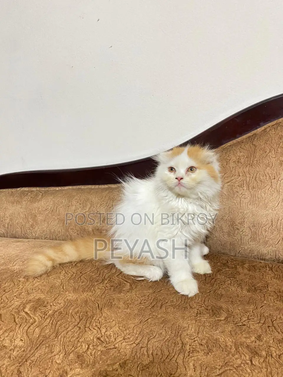 Scottish Fold Male and female