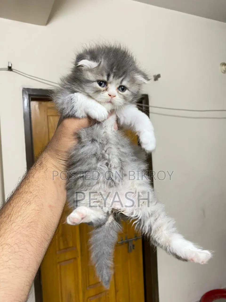Scottish Fold Male and female