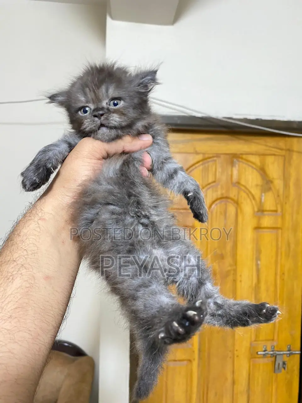 Scottish Fold Male and female