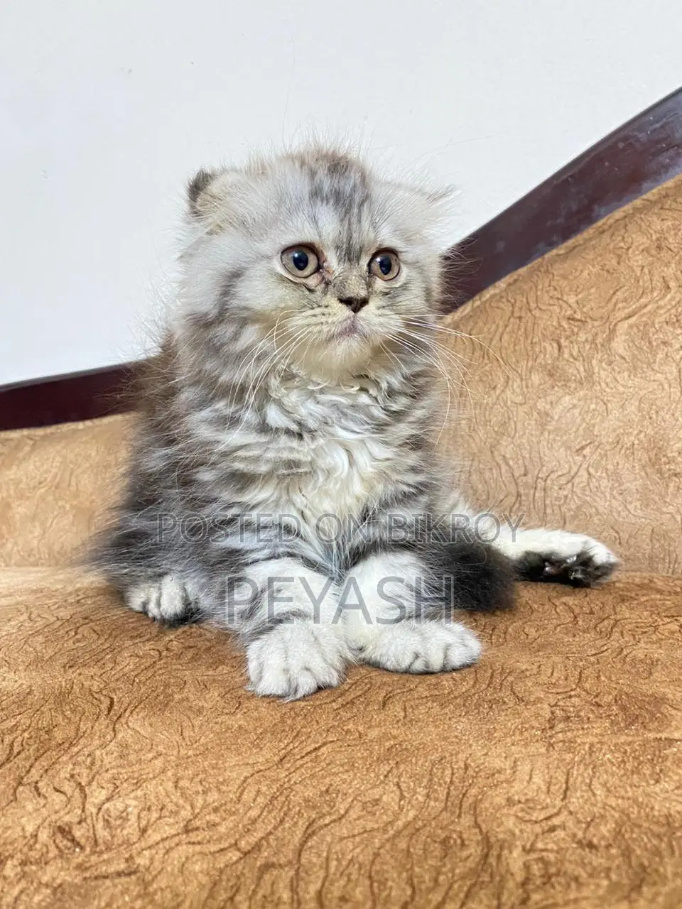 Scottish Fold Male and female