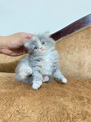 Scottish Fold Male and female