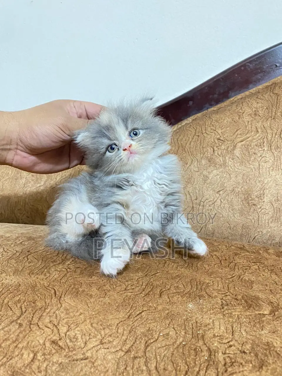 Scottish Fold Male and female
