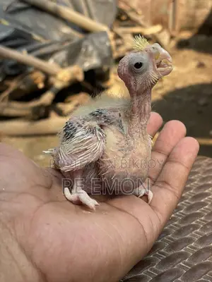 গ্রে কোকাটেল পাখির বাচ্চা