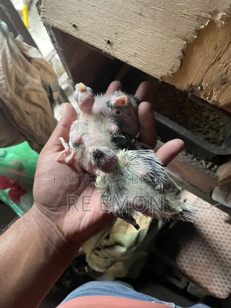 গ্রে কোকাটেল পাখির বাচ্চা