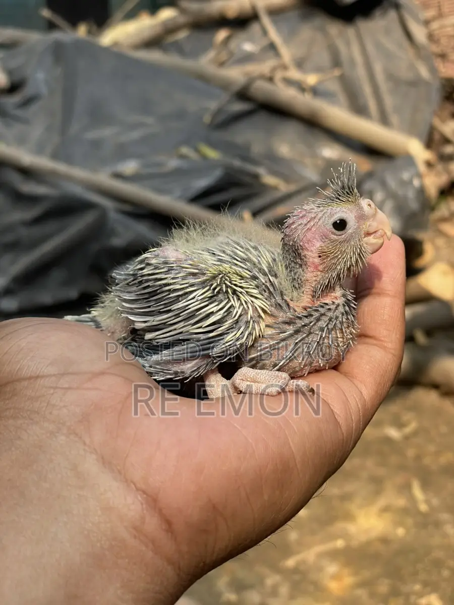 গ্রে কোকাটেল পাখির বাচ্চা