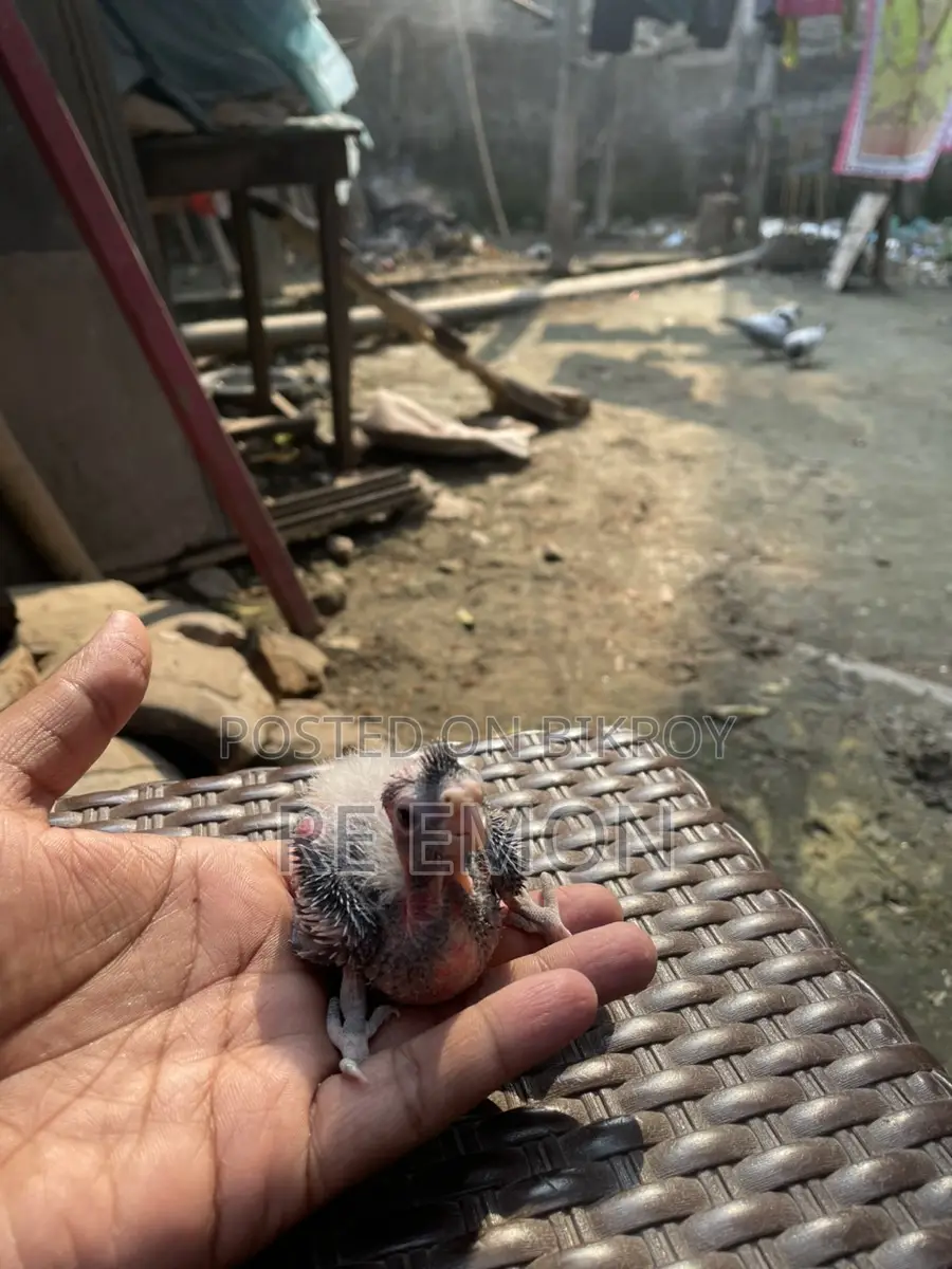 গ্রে কোকাটেল পাখির বাচ্চা
