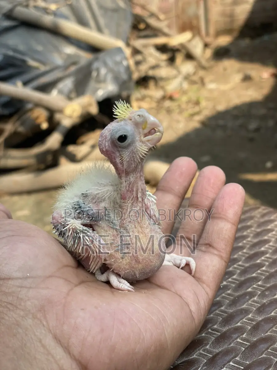 গ্রে কোকাটেল পাখির বাচ্চা