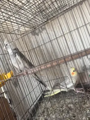 Breeding Cockatiel