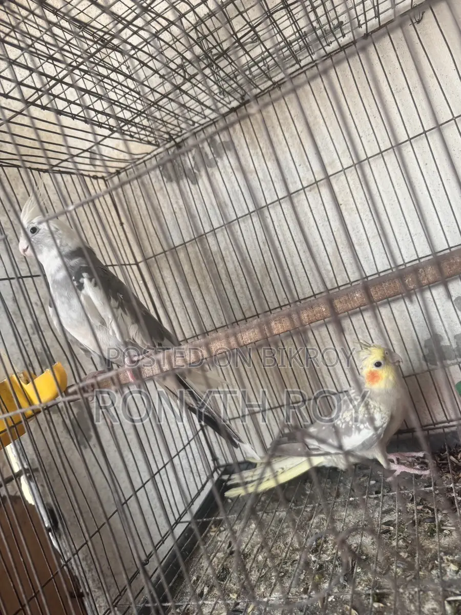 Breeding Cockatiel