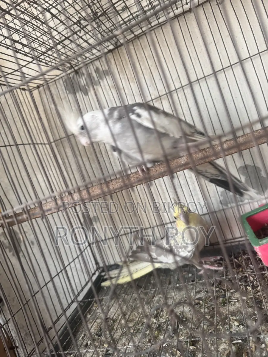 Breeding Cockatiel