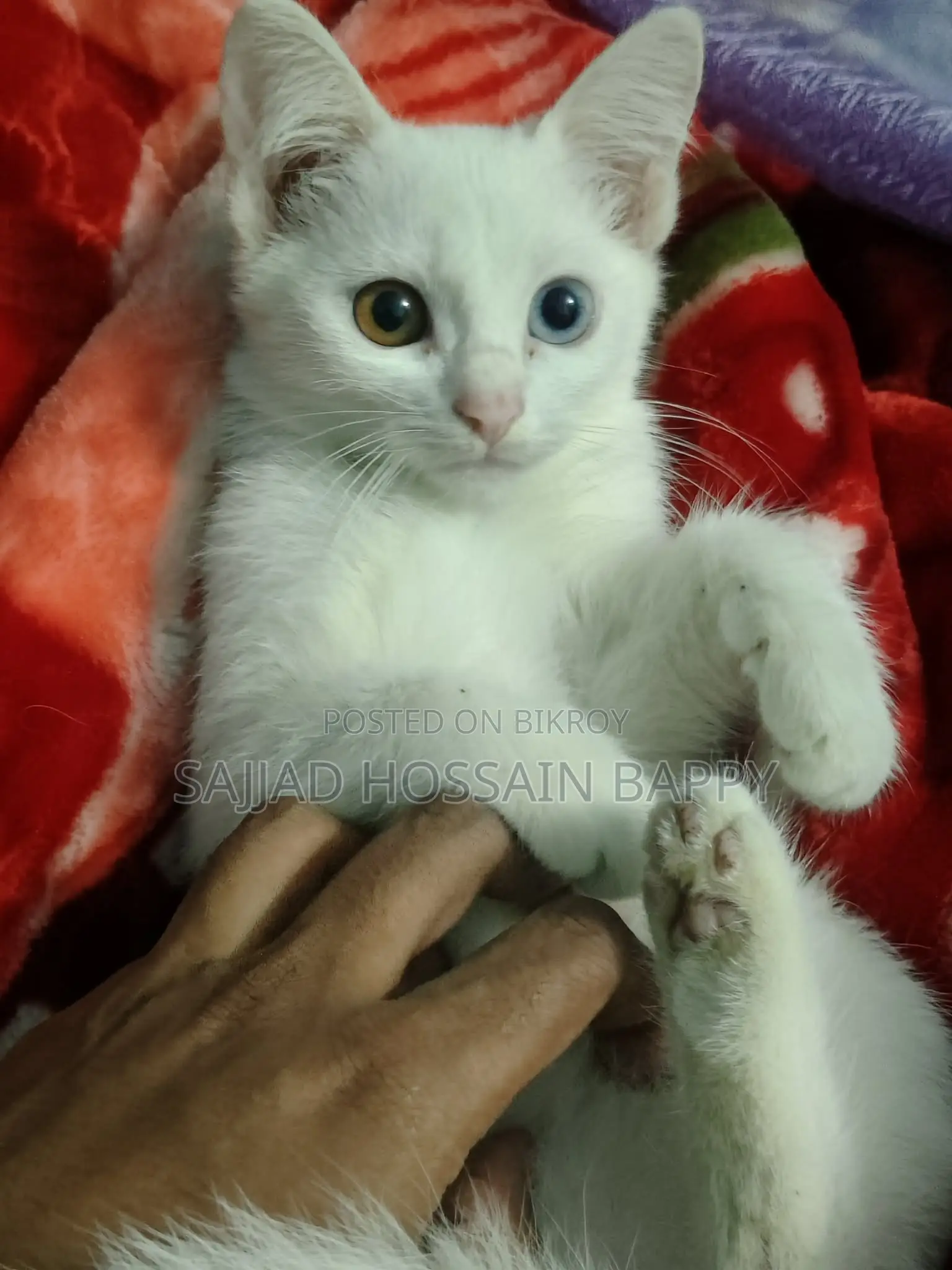 Odd Eye Mixed Persian