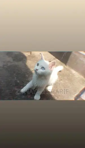 Traditional Persian Rare Odd-eye White Kitten.