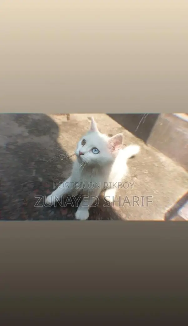 Traditional Persian Rare Odd-eye White Kitten.