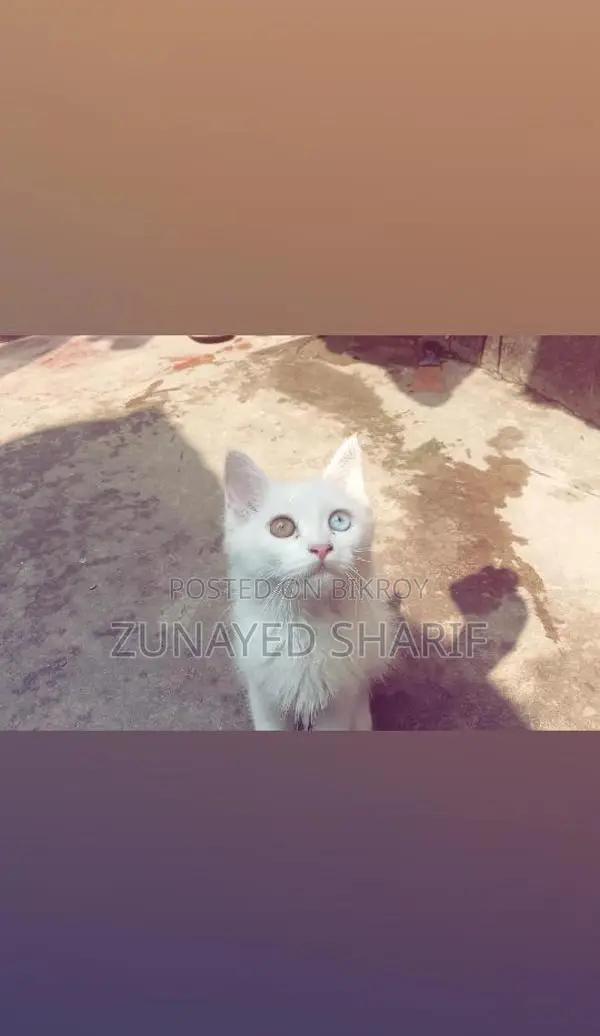 Traditional Persian Rare Odd-eye White Kitten.