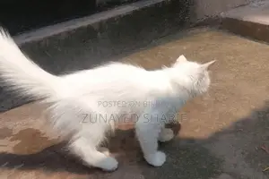 Traditional Persian Rare Odd-eye White Kitten.