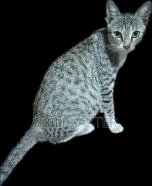 1+ Year Female Purebred Bengal