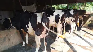 ১০১০ নং উন্নত জাতের ৫টি গাভী বিক্রয় হবে ।