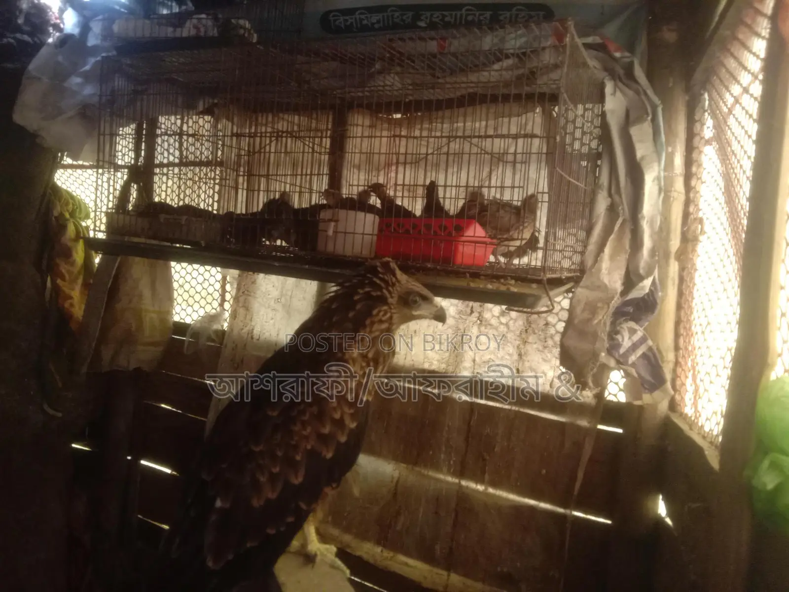 Quail Birds