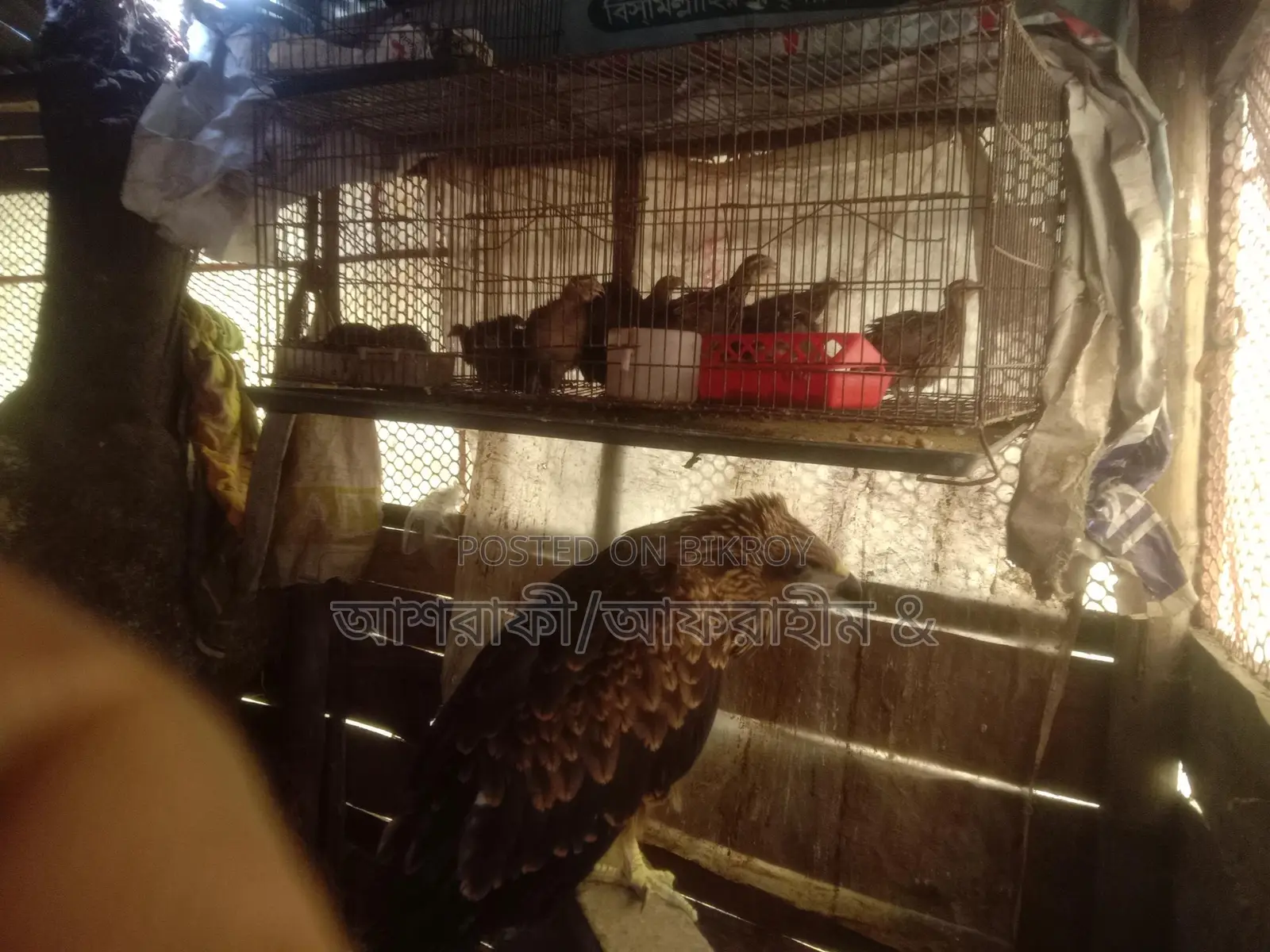 Quail Birds
