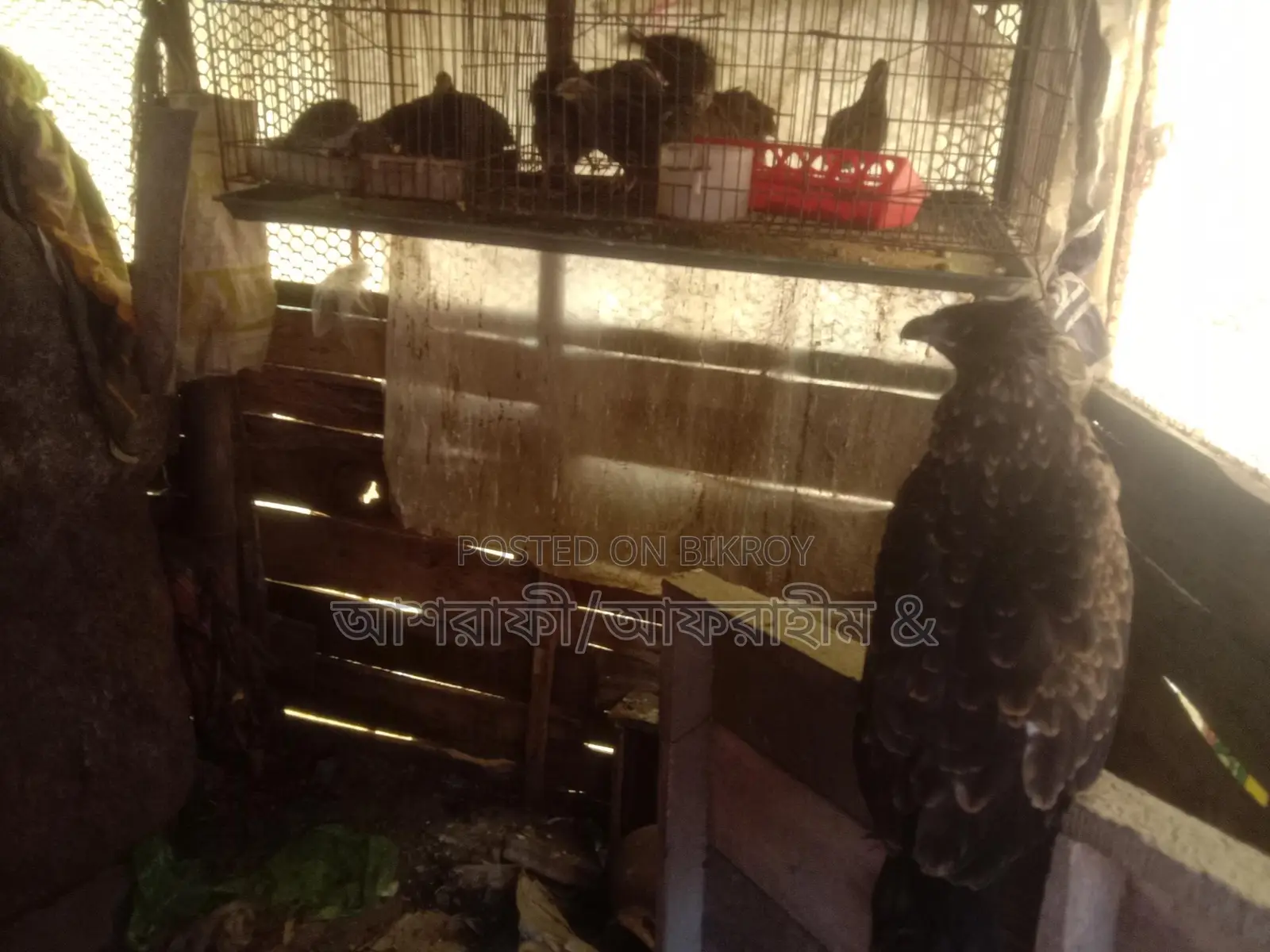 Quail Birds