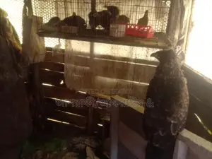 Quail Birds
