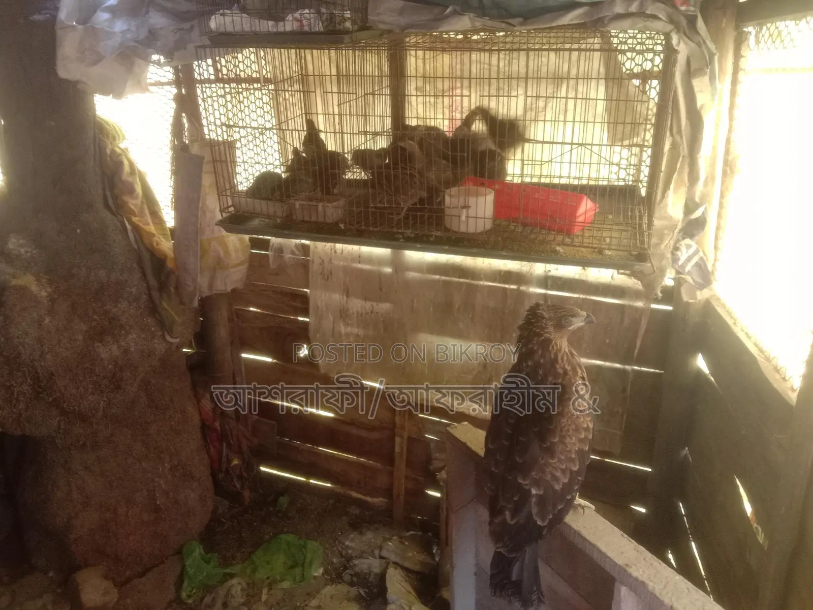 Quail Birds