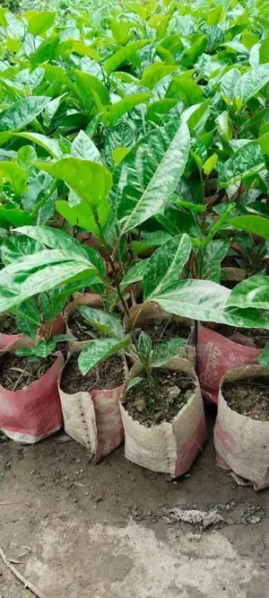 Passion Fruit / Anarkali Saplings