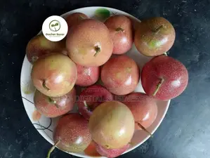 Passion Fruit / Anarkali Saplings
