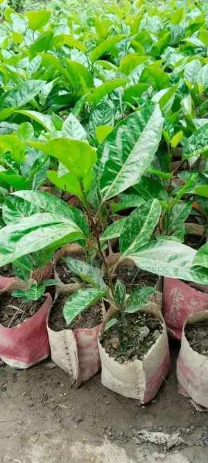 Passion Fruit / Anarkali Saplings