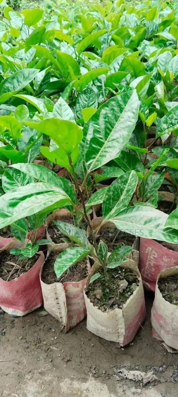 Passion Fruit / Anarkali Saplings