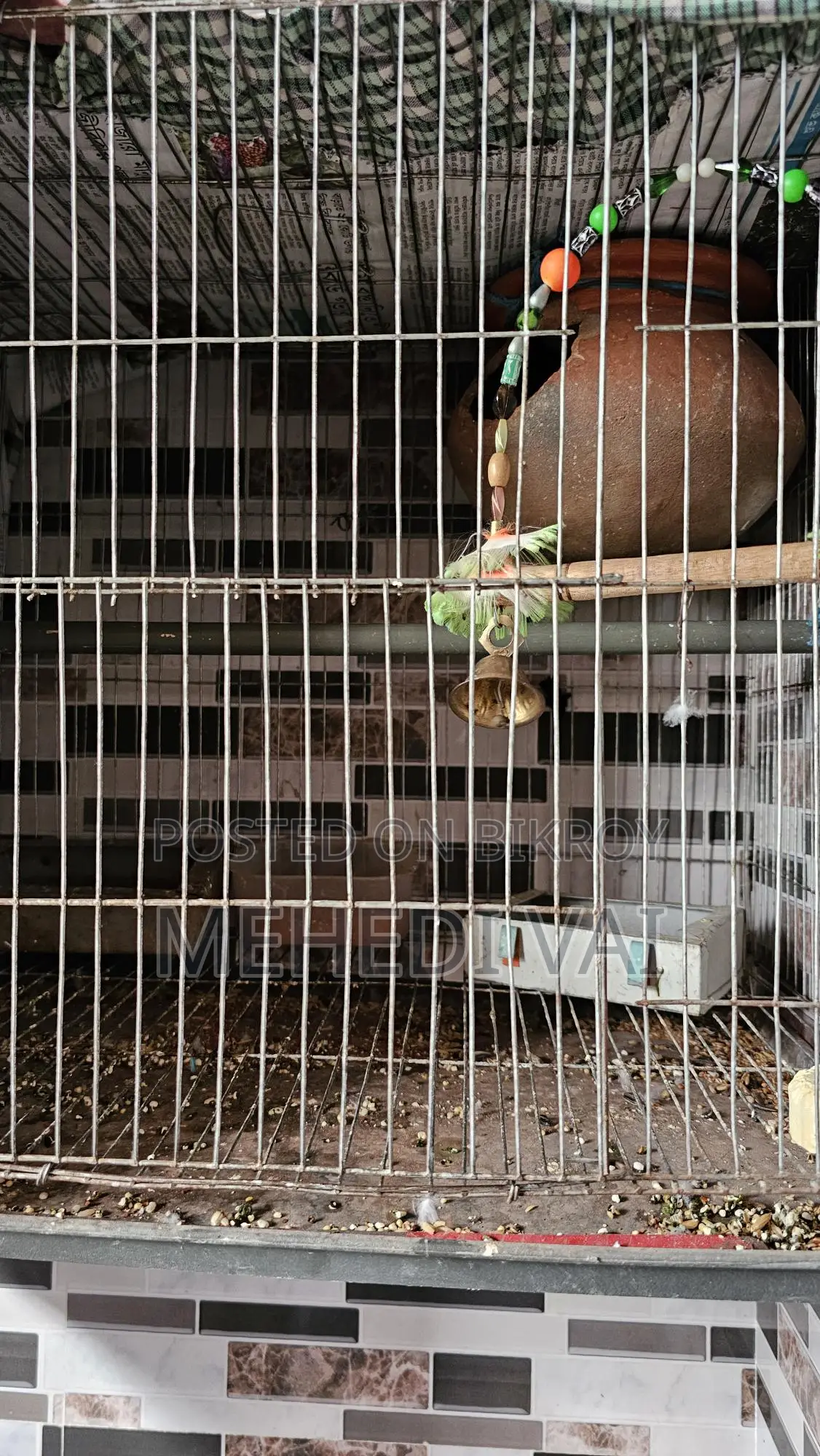 Budgie Birds