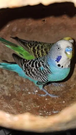 Budgie Birds
