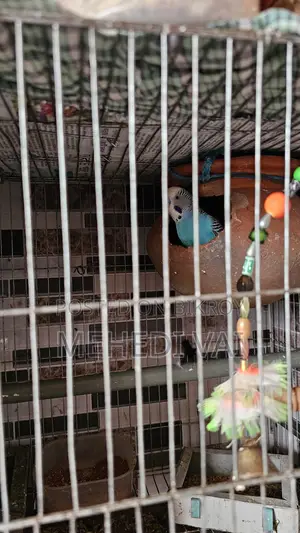Budgie Birds