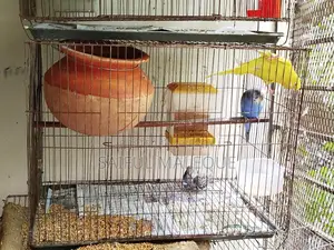 Budgerigar birds