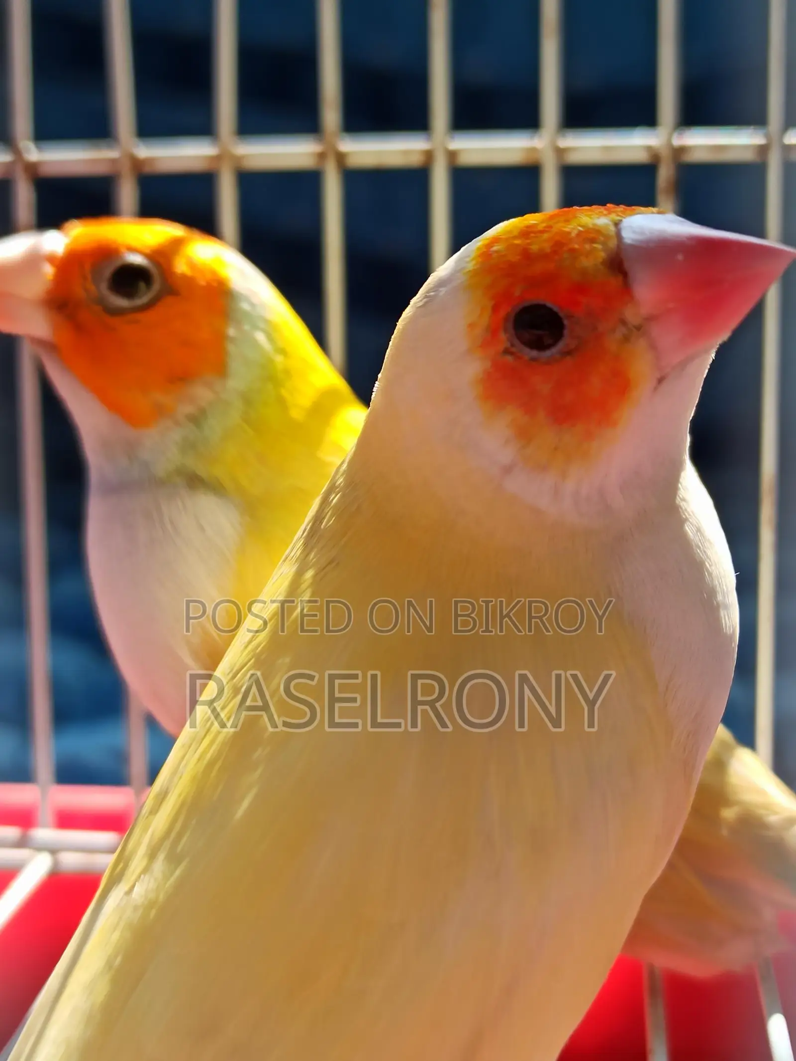 Gouldian Finch