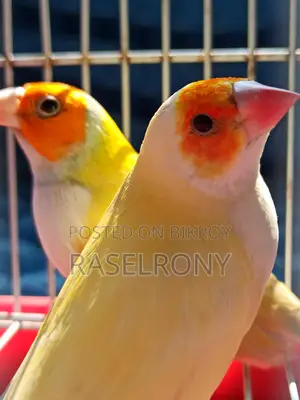 Gouldian Finch