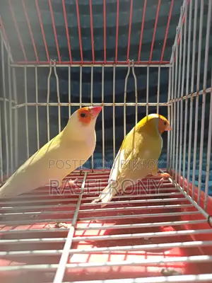 Gouldian Finch