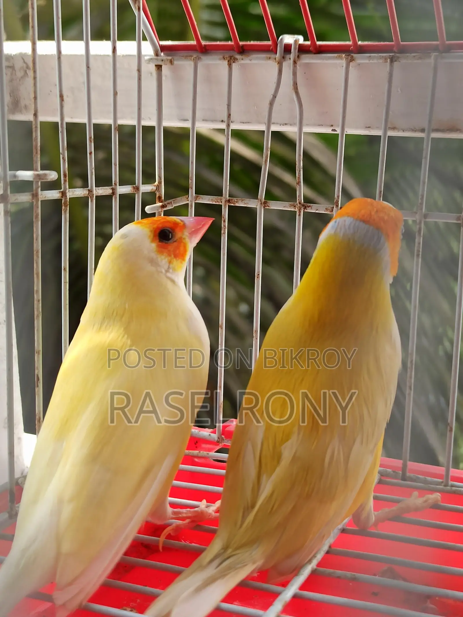 Gouldian Finch