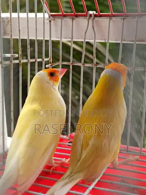Gouldian Finch