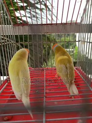 Gouldian Finch