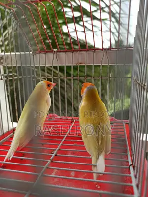 Gouldian Finch