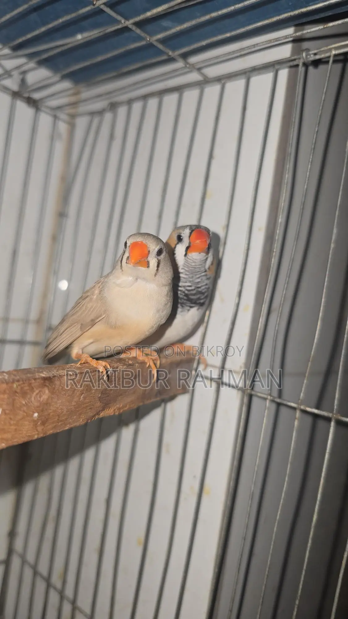 Zebra Finch Adult Pair